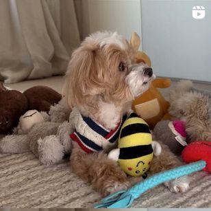 A small, fluffy dog wearing a striped sweater sits among various plush toys on the floor, looking to the left.